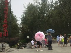 -合肥滨湖国家森林公园