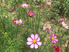 -武汉紫薇都市田园