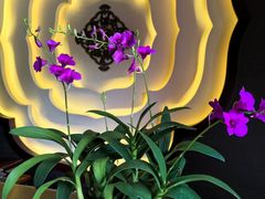 -心足私家足疗SPA(深圳湾店)