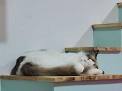 -Bastet sally猫舍购宠(静安店)