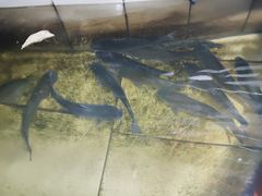 -华园农庄·特色炭烧鸡·北江河鲜