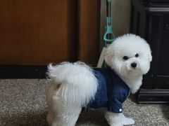 -翊宠yipet猫狗购宠庄园