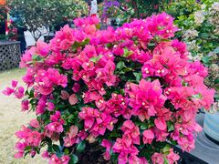 -莲花山公园