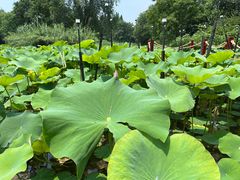 -洛阳市隋唐城遗址植物园