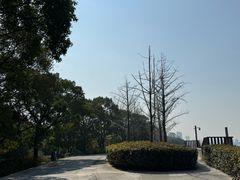 -上海滨江森林公园