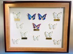 -上海昆虫博物馆