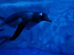 -芜湖新华联大白鲸海洋公园