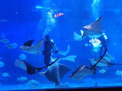 -烟台海昌鲸鲨海洋公园