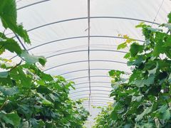 -马陆小张葡萄园农家乐