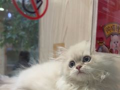 -屋虎猫馆(宝安大仟里店)