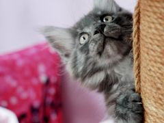 -翊宠yipet猫狗购宠庄园犬舍•猫舍