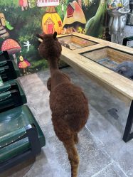 -神奇动物撸宠馆·羊驼·小浣熊·异宠(豫园店)