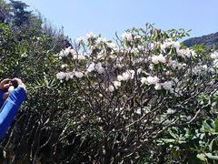 -牛背梁国家森林公园