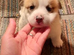 -翊宠yipet猫狗购宠庄园犬舍•猫舍