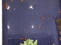 -大唐靓汤江门私房菜(景田店)