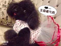 -1013 PET SHOP 宠物商店(近铁城市广场店)