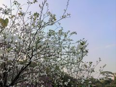 -中国科学院华南植物园