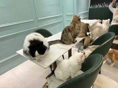 -安格丽娜·狗咖·猫咖羊驼咖(春熙路百盛商场店)