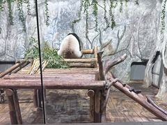 -深圳野生动物园