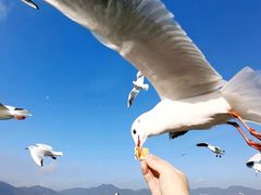 -海埂大坝
