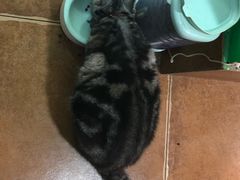 -李小姐の猫咖啡馆(五角场店)