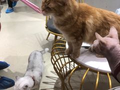 -藏猫猫咖啡主题馆(中央大道店)