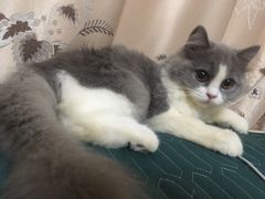 -lincat·猫舍(广州店)