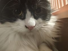 -纳吉亚猫专科动物医院博雅分院