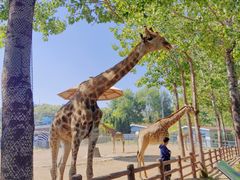 -大连森林动物园