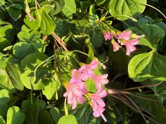 -乌山风景区