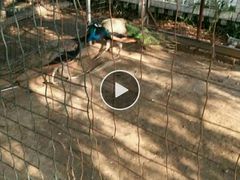 -意大利农场度假村