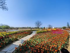 -泗洪洪泽湖湿地景区