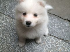 -潘氏凉皮(迎宾南路店)