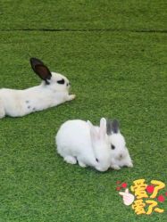 -萌宠亲子动物乐园(槐房万达店)