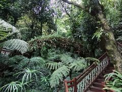-深圳仙湖植物园