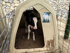 -君乐宝优致牧场