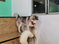 -Husky Go! 哈士奇体验馆·宠物咖啡厅狗咖