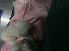 -瑞派动物医院·猫专科·至诚(江南中分院)