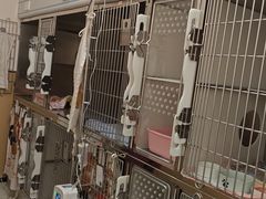 -瑞派康怡24h宠物医院·犬猫医疗中心·微创绝育(瑞景分院)