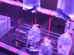 -华声天桥民俗文化园