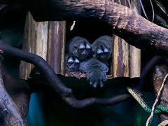 -广州长隆野生动物世界