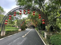 -大屏嶂森林公园