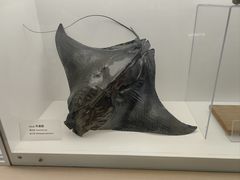 -上海海洋水族馆