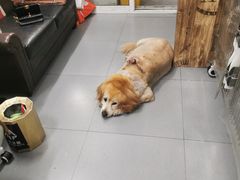 -喵汪萌宠屋旗舰店.洗澡美容.猫狗基地