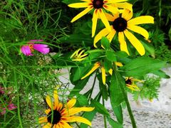 -桤木河湿地公园