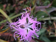 -白草畔自然风景区