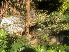 绿豆汤-哥老官重庆美蛙鱼头(宝山龙湖店)