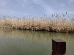 -泗洪洪泽湖湿地景区