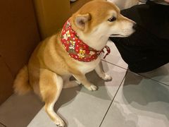 -柴务处·柴犬主题狗咖