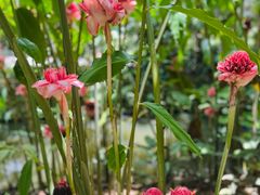 -中国科学院西双版纳热带植物园